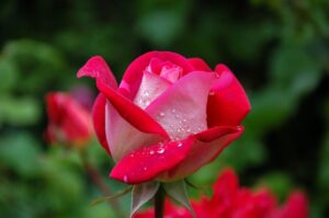 garden-rose-red-pink-56866-1