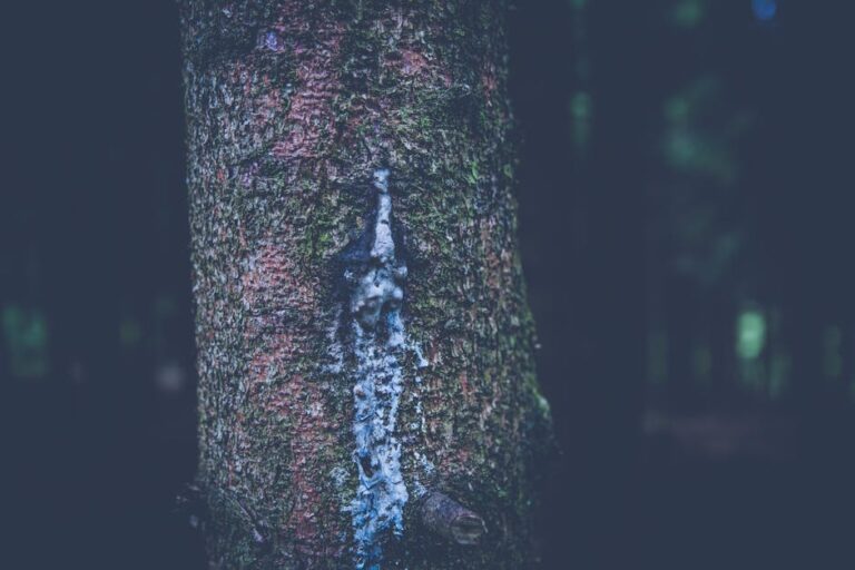 pexels-photo-117846